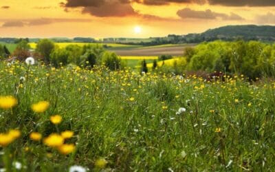 Why Nature Restoration Maybe the Future of Corporate Hospitality
